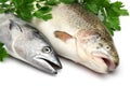 Fresh Bonito and Salmon among parsley leaves Royalty Free Stock Photo