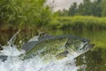 Bass fishing. Largemouth perch fish jumping with splashing in water