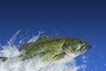 Bass fishing. Largemouth perch fish jumping with splashing in water isolated on blue background