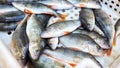 Bass, perch freshwater fish. Fresh alive fish in box. Restaurant organic food fishmarket concept 16x9 banner. Royalty Free Stock Photo