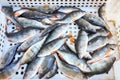 Bass, perch freshwater fish. Fresh alive fish in box. Restaurant organic food fishmarket concept. Royalty Free Stock Photo
