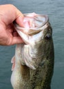 Bass release