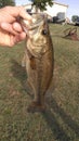 Bass trophy fishing lunker Royalty Free Stock Photo