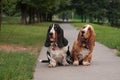Two bassets sit Royalty Free Stock Photo