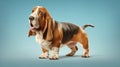 Basset Bleu de Gascogne Royalty Free Stock Photo