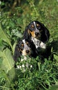 BASSET BLEU DE GASCOGNE Royalty Free Stock Photo