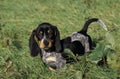 Gascony Blue Basset or Basset Bleu de Gascogne Dog, Pup standing on Grass Royalty Free Stock Photo