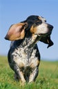 Gascony Blue Basset or Basset Bleu de Gascogne, Dog standing on Grass Royalty Free Stock Photo