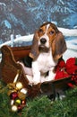 Basset in a Christmas Sleigh Royalty Free Stock Photo