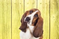 Basset dog against a vibrant yellow backdrop Royalty Free Stock Photo