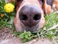 Basset dog nose Royalty Free Stock Photo
