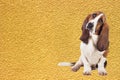 Basset dog. Unleashing the inquisitive spirit on a yellow canvas Royalty Free Stock Photo