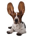 Basset ears up