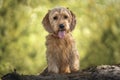 Basset Fauve de Bretagne dog looking directly at the camera in the forest Royalty Free Stock Photo