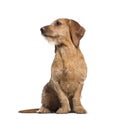 Basset Fauve de Bretagne dog, 8 months old Royalty Free Stock Photo