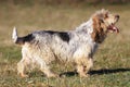 BASSET GRIFFON VENDEEN