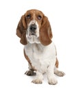 Basset Hound (1 year old)- hush puppy Royalty Free Stock Photo