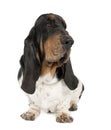 Basset Hound (10 months old) Royalty Free Stock Photo