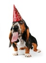 Basset hound Royalty Free Stock Photo