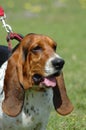 Basset Hound Royalty Free Stock Photo