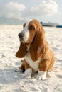 Basset hound Royalty Free Stock Photo