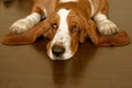 Basset hound Royalty Free Stock Photo