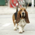 Basset Hound Royalty Free Stock Photo