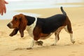 Basset Hound Royalty Free Stock Photo