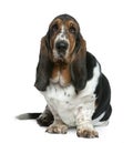 Basset hound, 2 years old, sitting Royalty Free Stock Photo