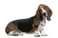 Basset hound, 22 months old, sitting