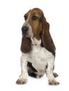 Basset Hound