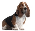 Basset Hound, 3 years old, sitting Royalty Free Stock Photo