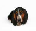 Basset hound Royalty Free Stock Photo