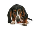 Basset hound Royalty Free Stock Photo