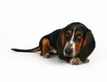 Basset hound Royalty Free Stock Photo