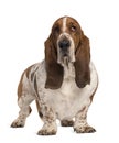 Basset Hound, 4 years old Royalty Free Stock Photo