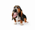 Basset hound Royalty Free Stock Photo