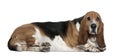 Basset hound, 9 years old, lying Royalty Free Stock Photo