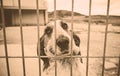 Basset hound abandoned