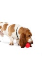 Basset hound with ball