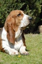 Basset Hound female purebred dog Royalty Free Stock Photo