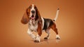 Basset Hound Royalty Free Stock Photo