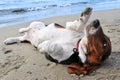 Basset hound on a beach