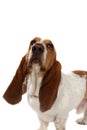 Basset hound with big long ears