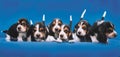 Basset Hound Breeding Puppies Royalty Free Stock Photo