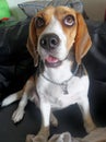 Basset Hound confessing for their crimed Royalty Free Stock Photo