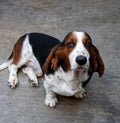 Basset Hound dog Royalty Free Stock Photo