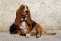 Basset Hound dog Royalty Free Stock Photo