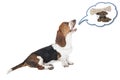 Basset hound dog barking Royalty Free Stock Photo