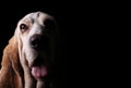 Basset hound dog with black background
